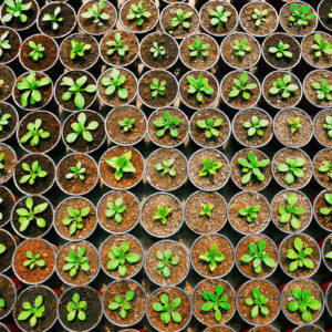 plant seedling texture top view