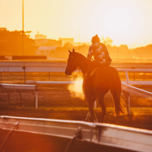 Super for small business - Advantages of being a horse trainer