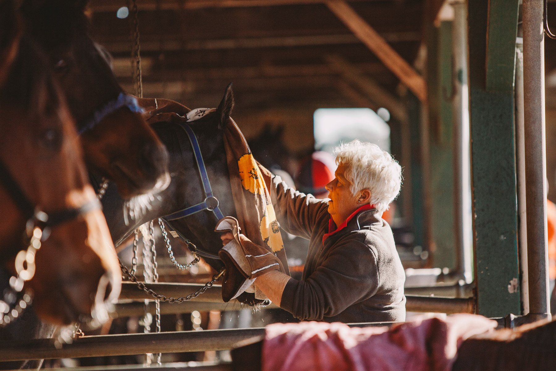 horse breeding business plan example